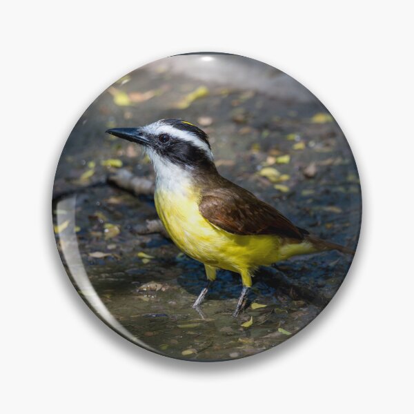 Item preview, Great Kiskadee Wading in Water at Bentsen Rio Grande Valley State Park designed and sold by Debra Martz.