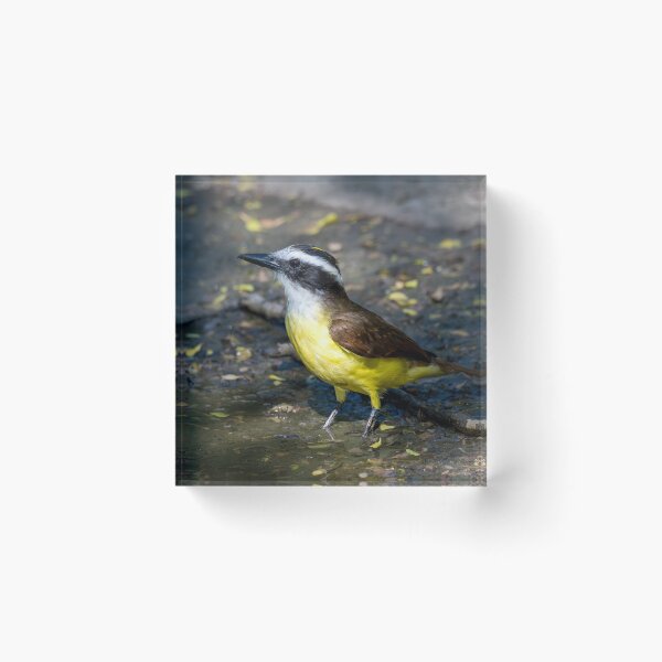 Item preview, Great Kiskadee Wading in Water at Bentsen Rio Grande Valley State Park designed and sold by Debra Martz.