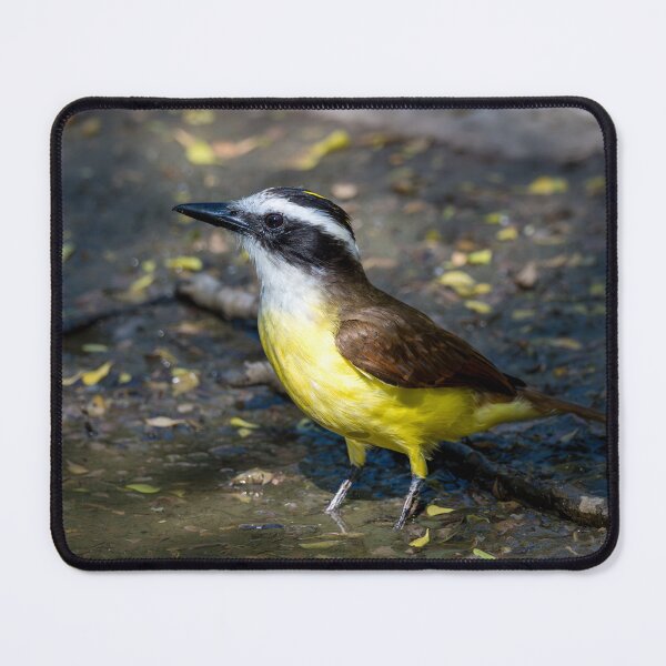 Item preview, Great Kiskadee Wading in Water at Bentsen Rio Grande Valley State Park designed and sold by Debra Martz.