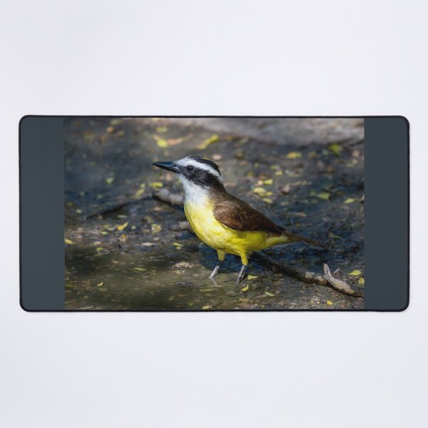 Item preview, Great Kiskadee Wading in Water at Bentsen Rio Grande Valley State Park designed and sold by Debra Martz.