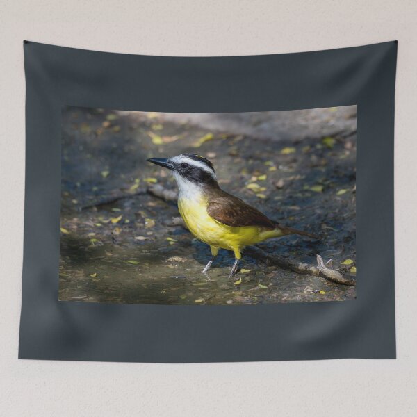 Item preview, Great Kiskadee Wading in Water at Bentsen Rio Grande Valley State Park designed and sold by Debra Martz.