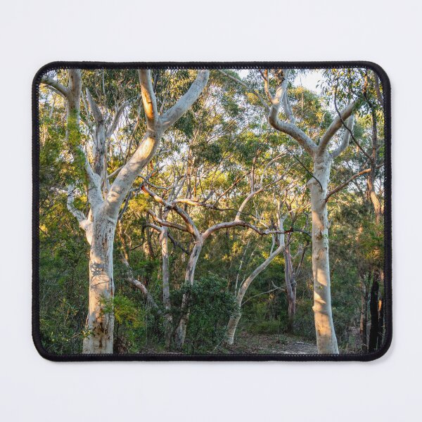 Item preview, Australian Bush Landscape – Ku-ring-gai Chase National Park – Sydney NSW Art designed and sold by Ross.A.Campbell.