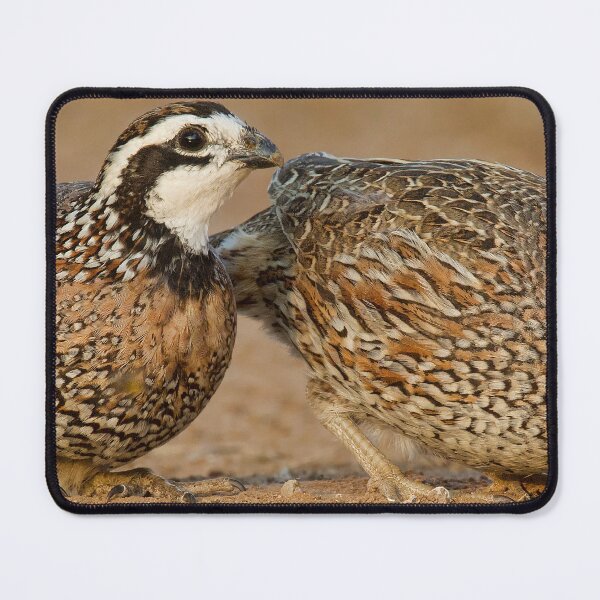 Item preview, Northern Bobwhite Pair designed and sold by Gerard Fornarotto.