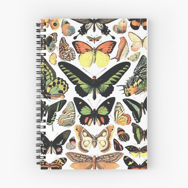 Item preview, Butterfly specimens designed and sold by monsterplanet.