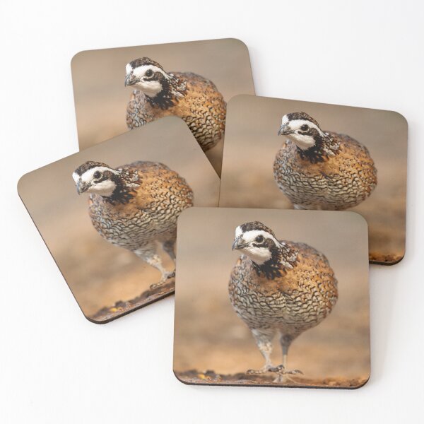 Item preview, Northern Bobwhite Stepping designed and sold by Gerard Fornarotto.