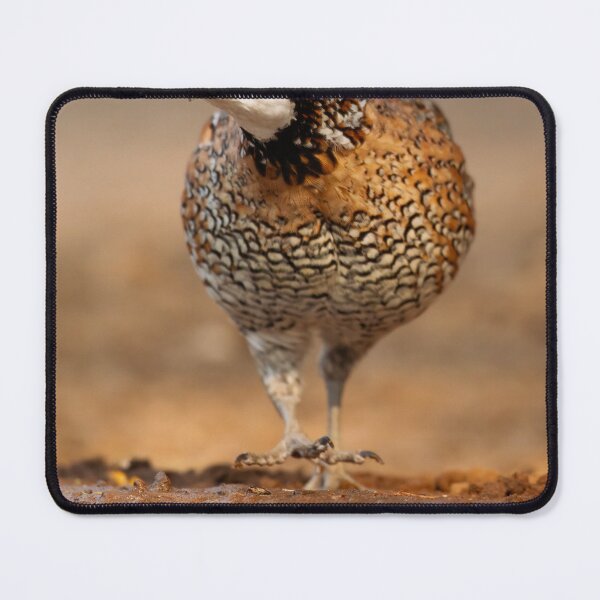 Item preview, Northern Bobwhite Stepping designed and sold by Gerard Fornarotto.