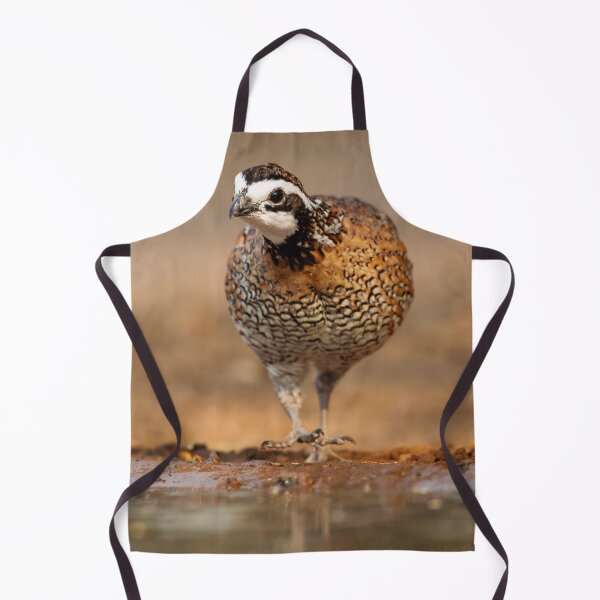 Item preview, Northern Bobwhite Stepping designed and sold by Gerard Fornarotto.