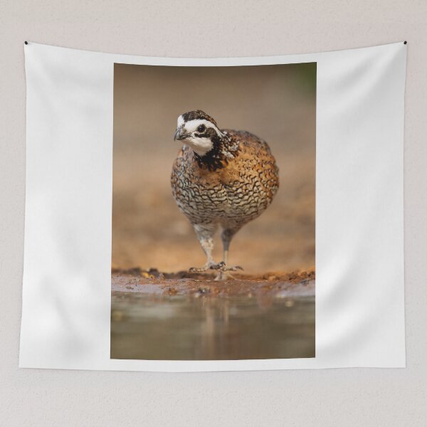 Item preview, Northern Bobwhite Stepping designed and sold by Gerard Fornarotto.