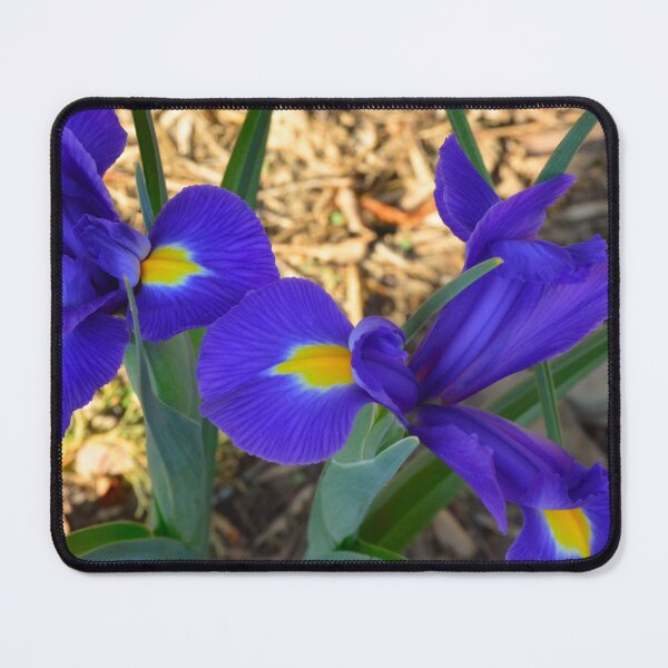 Item preview, Vibrant Purple Irises in Bloom designed and sold by LisaWootenPhoto.
