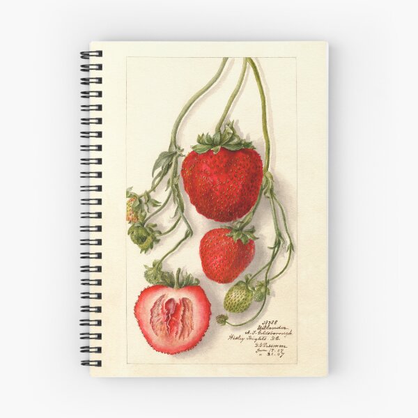 Item preview, Fragaria Outlander Wild Strawberries Botanical Illustration designed and sold by Glimmersmith.