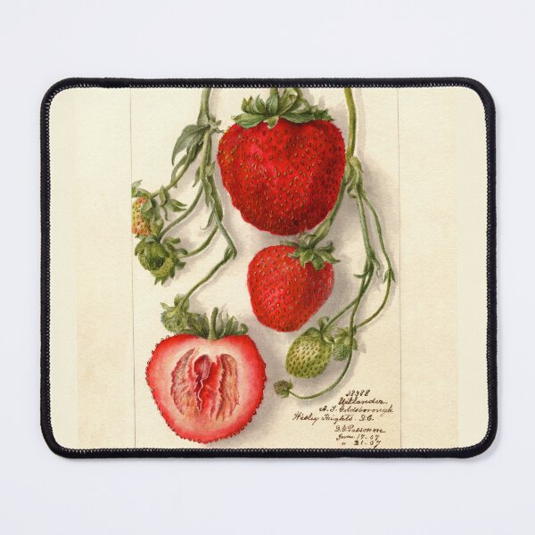 Item preview, Fragaria Outlander Wild Strawberries Botanical Illustration designed and sold by Glimmersmith.