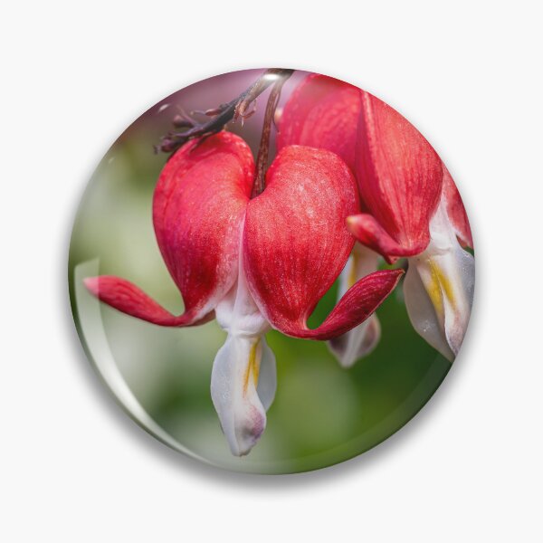 Item preview, Open Hearts — Bleeding Heart Flowers in Full Bloom designed and sold by Rabee Khalil Photography.