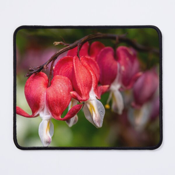 Item preview, Open Hearts — Bleeding Heart Flowers in Full Bloom designed and sold by Rabee Khalil Photography.