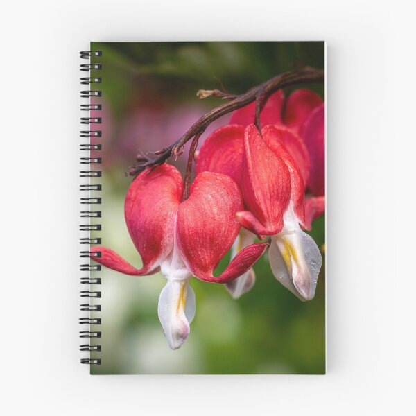 Item preview, Open Hearts — Bleeding Heart Flowers in Full Bloom designed and sold by Rabee Khalil Photography.