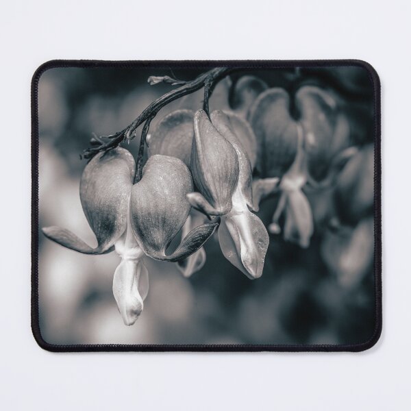 Item preview, Unveiled — Open Bleeding Heart Flowers in Black and White designed and sold by Rabee Khalil Photography.