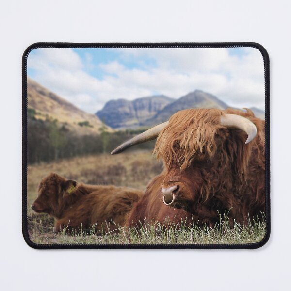 Item preview, Highland Cattle in Glen Coe designed and sold by Murph's Images.