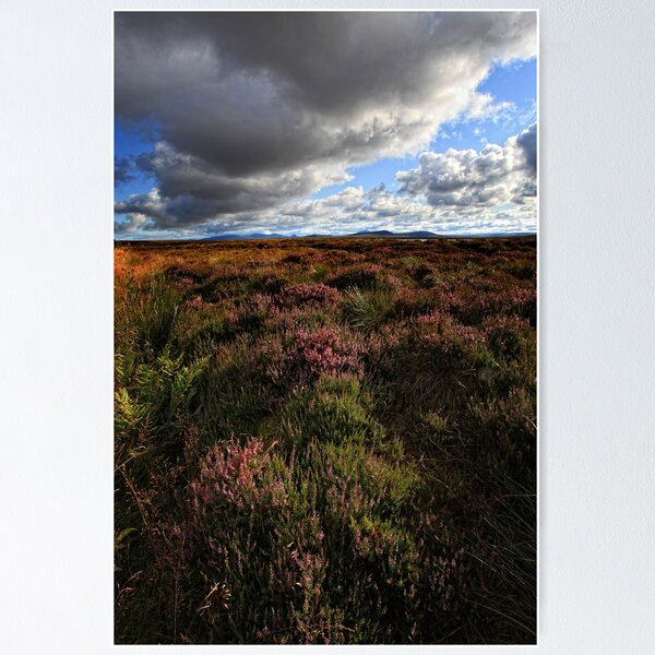 Item preview, Heather - Scotland designed and sold by MaCross.