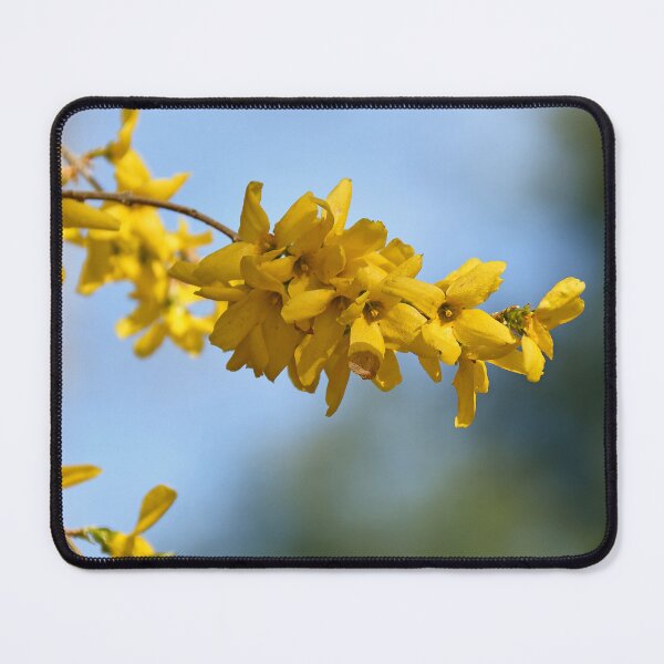 Item preview, Forsythia designed and sold by Poete100.