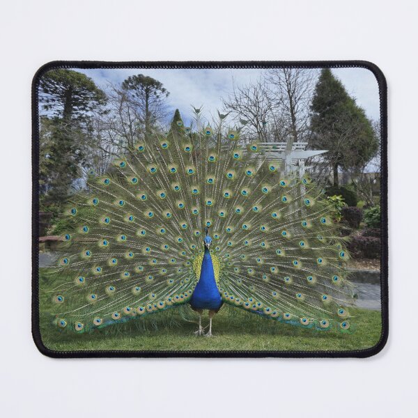 Item preview, A Peacock, in the grounds of a Country Hotel designed and sold by PhotosByG.