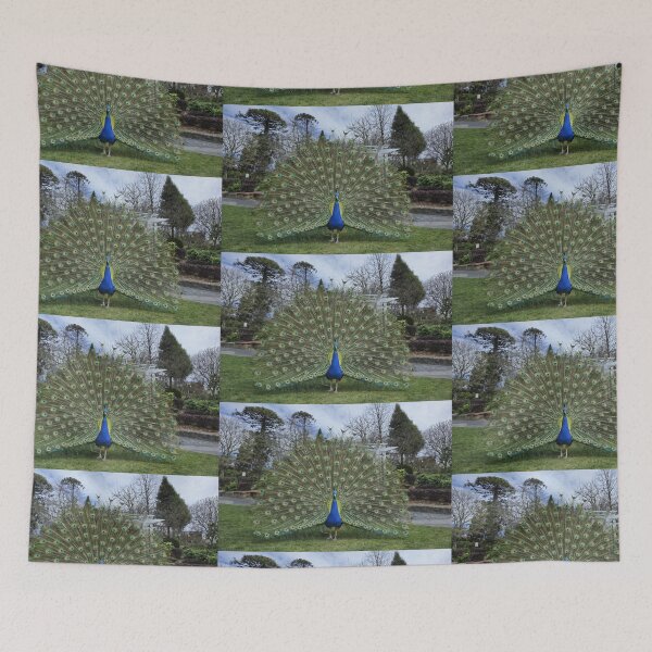 Item preview, A Peacock, in the grounds of a Country Hotel designed and sold by PhotosByG.