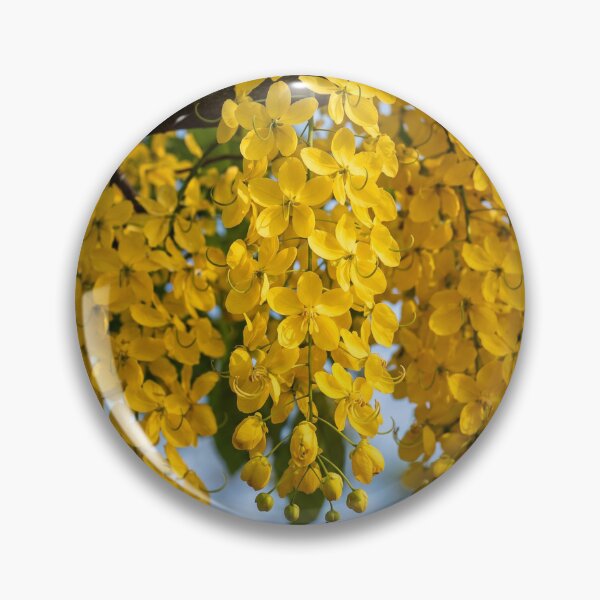 Item preview, Kanikonna in Full Bloom | Golden Shower Tree | Cassia Fistula designed and sold by Mindful Heritage.