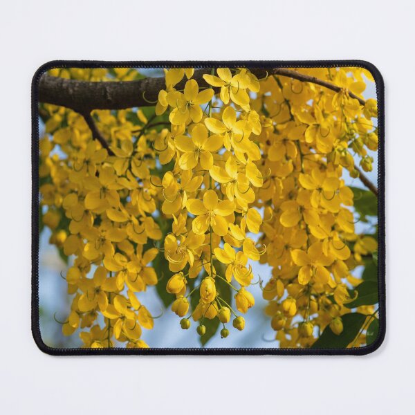 Item preview, Kanikonna in Full Bloom | Golden Shower Tree | Cassia Fistula designed and sold by Mindful Heritage.