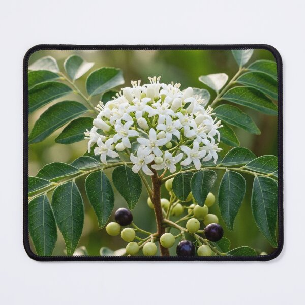 Item preview, Aromatic Blooms: Curry Leaf Flower and Fruit designed and sold by Mindful Heritage.