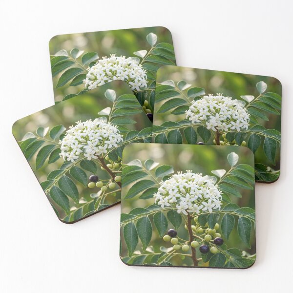 Item preview, Aromatic Blooms: Curry Leaf Flower and Fruit designed and sold by Mindful Heritage.