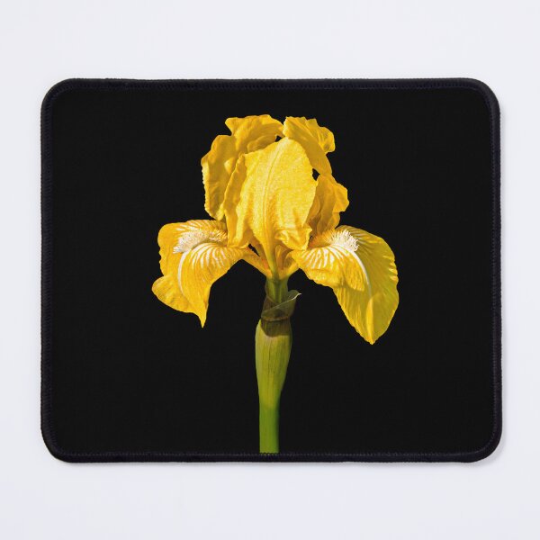 Item preview, Where the Sun Learned to Be Yellow — Golden Iris designed and sold by Susarellis.