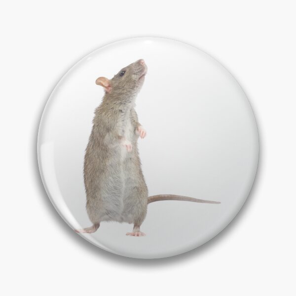 Item preview, Realistic Standing Rat Sticker designed and sold by KrisGraphic45.