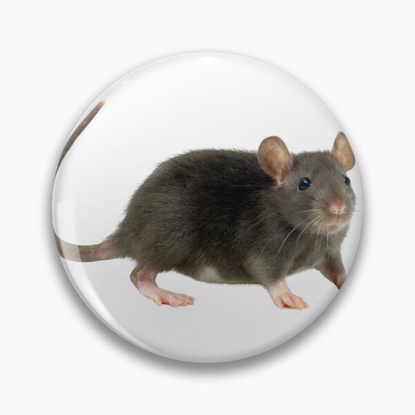 Item preview, Realistic Dark Fancy Rat Sticker designed and sold by KrisGraphic45.