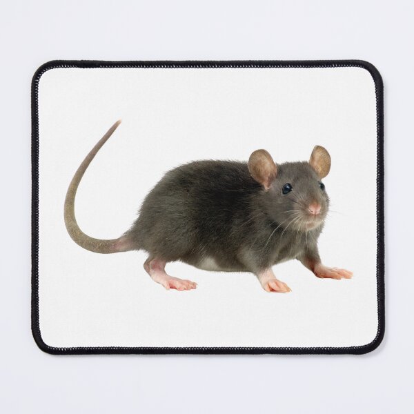 Item preview, Realistic Dark Fancy Rat Sticker designed and sold by KrisGraphic45.