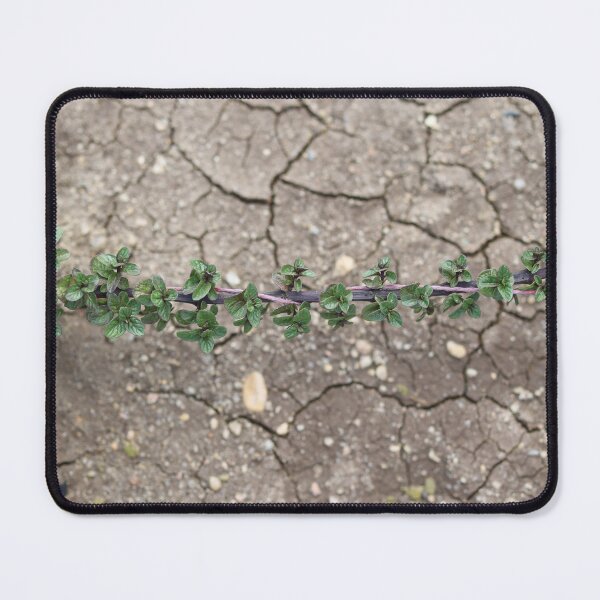 Item preview, Fresh Mint Growing Over Cracked Dry Soil designed and sold by yaserphotograph.