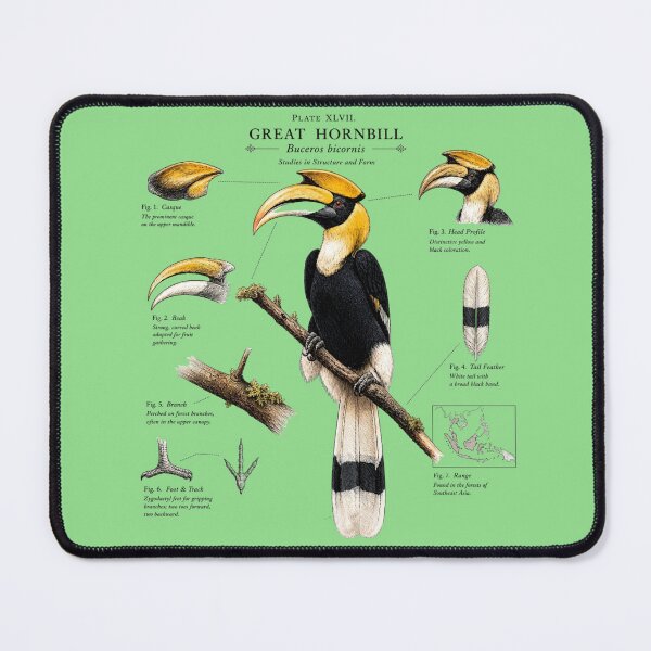 Item preview, Great Hornbill (Buceros bicornis) Vintage Scientific Illustration designed and sold by RPNdesign.