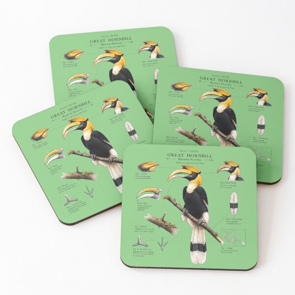 Item preview, Great Hornbill (Buceros bicornis) Vintage Scientific Illustration designed and sold by RPNdesign.
