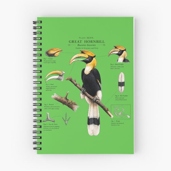 Item preview, Great Hornbill (Buceros bicornis) Vintage Scientific Illustration designed and sold by RPNdesign.