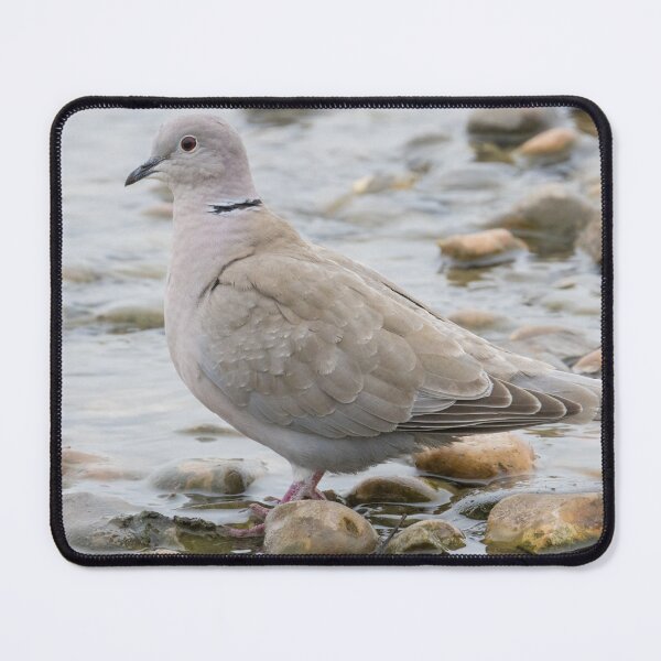 Item preview, Collared Dove designed and sold by LaurenTucker.