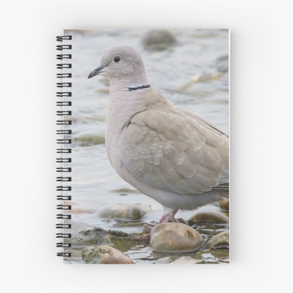 Item preview, Collared Dove designed and sold by LaurenTucker.