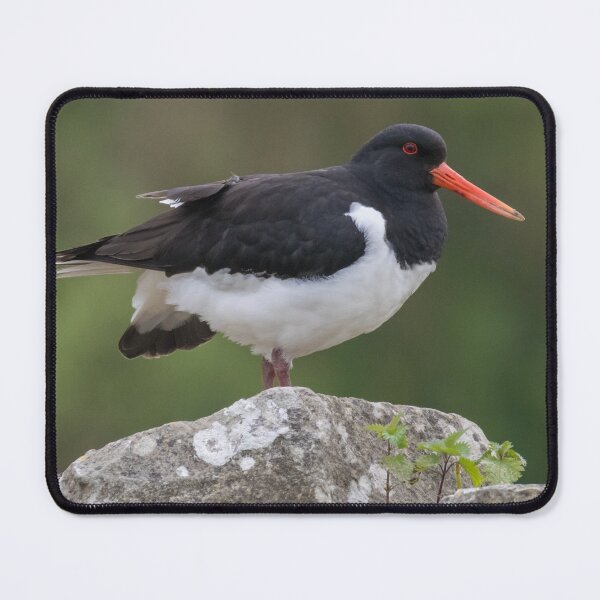 Item preview, Eurasian Oystercatcher designed and sold by LaurenTucker.