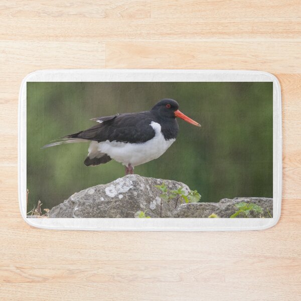 Item preview, Eurasian Oystercatcher designed and sold by LaurenTucker.