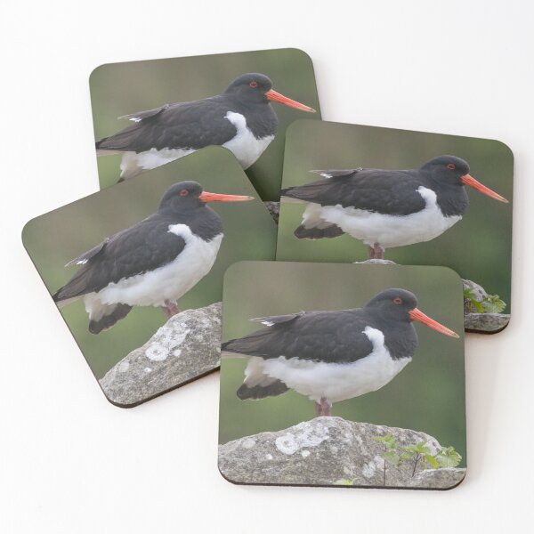 Item preview, Eurasian Oystercatcher designed and sold by LaurenTucker.