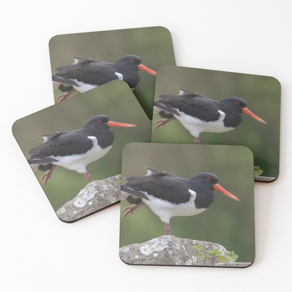 Item preview, Eurasian Oystercatcher designed and sold by LaurenTucker.