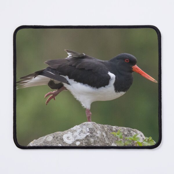 Item preview, Eurasian Oystercatcher designed and sold by LaurenTucker.