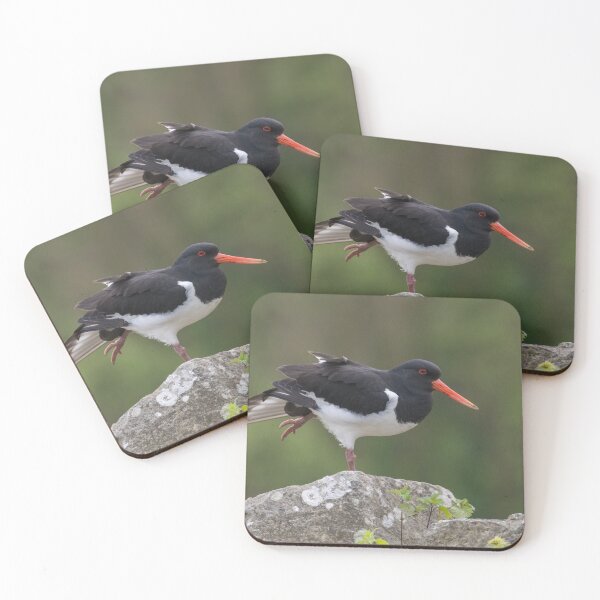 Item preview, Eurasian Oystercatcher designed and sold by LaurenTucker.