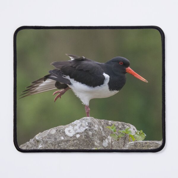 Item preview, Eurasian Oystercatcher designed and sold by LaurenTucker.