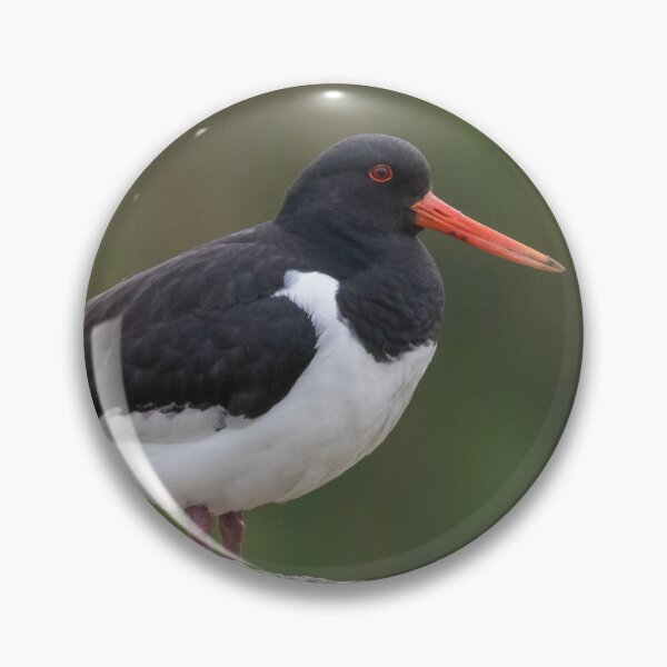 Item preview, Eurasian Oystercatcher designed and sold by LaurenTucker.