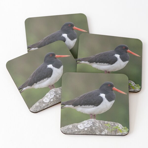 Item preview, Eurasian Oystercatcher designed and sold by LaurenTucker.