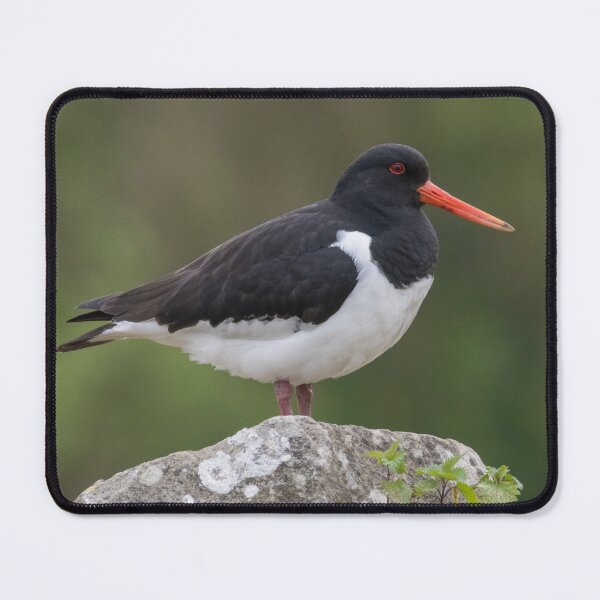 Item preview, Eurasian Oystercatcher designed and sold by LaurenTucker.