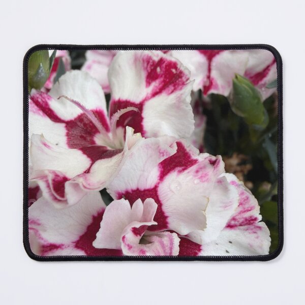 Item preview, Red and White Petals designed and sold by Betsy Phillips.