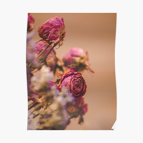 dry flower lily close up on beige silk background . macro flower.Minimal  floral card. Fine art poster, Posters, Art Prints, Wall Murals